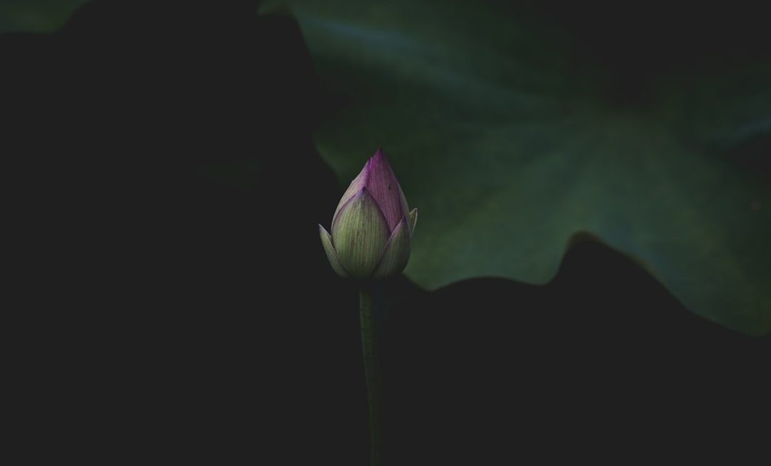 Photo Lotus pendant lamp