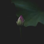 Photo Lotus pendant lamp