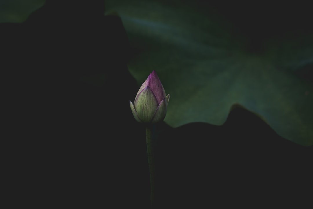 Photo Lotus pendant lamp