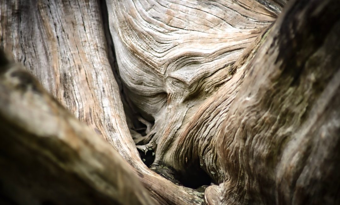 Photo driftwood