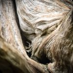 Photo driftwood