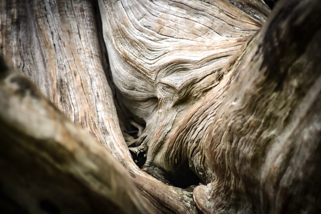 Photo driftwood